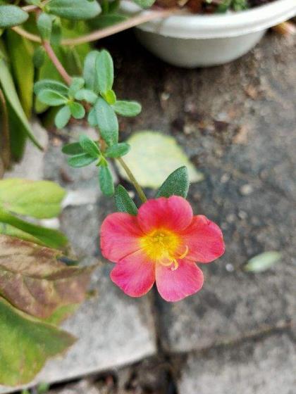 马齿苋树怎么养，适合室内养殖的圆叶植物