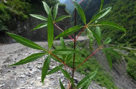 槭树科植物有哪些，关于槭树和枫树的区别