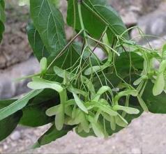 槭树科植物有哪些，关于槭树和枫树的区别