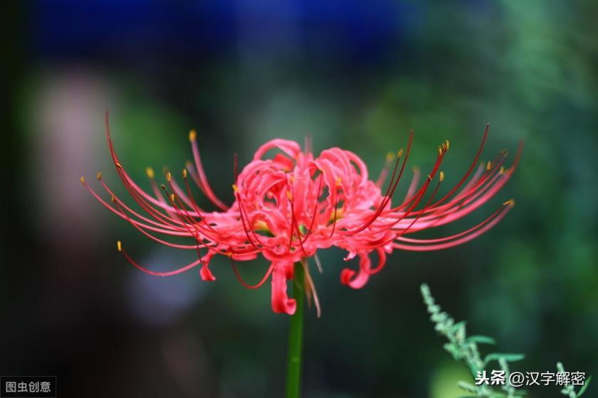 曼珠沙华和彼岸花是同一种花吗，彼岸花的寓意和花语