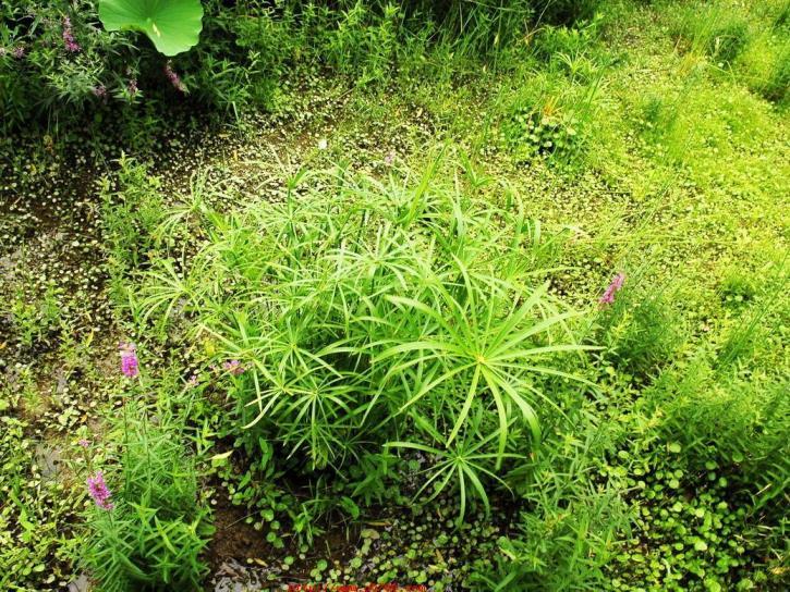 旱伞草的养殖方法，常见水生植物介绍