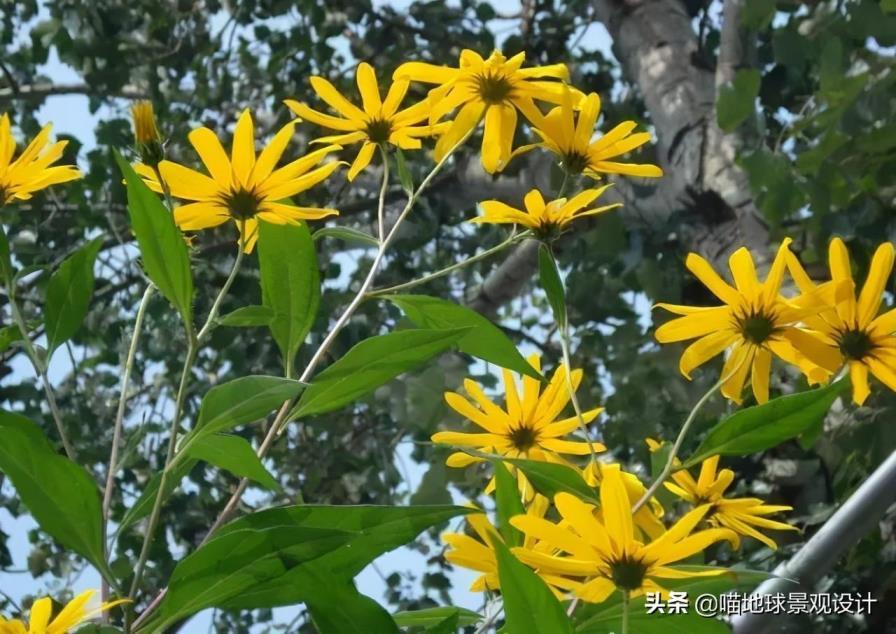 耐盐碱植物是什么意思，适合盐碱地生长的植物