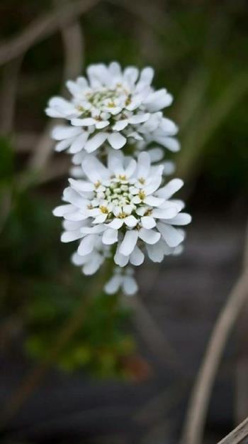 蜂室花什么时候播种，关于蜂室花的养殖方式