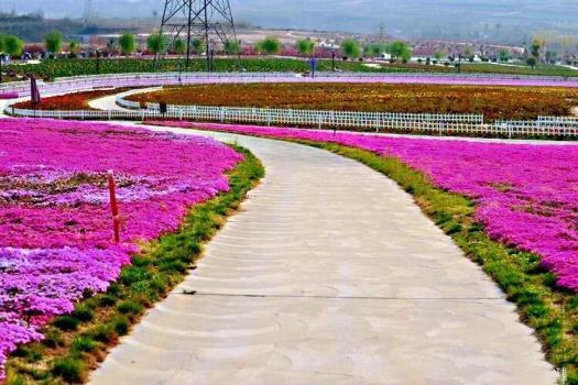 芝樱什么季节种植好，讲解芝樱的简介