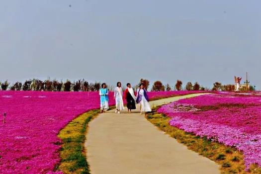 芝樱什么季节种植好，讲解芝樱的简介