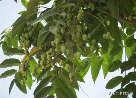 香椿树什么季节载的好，四季香椿的种植方法