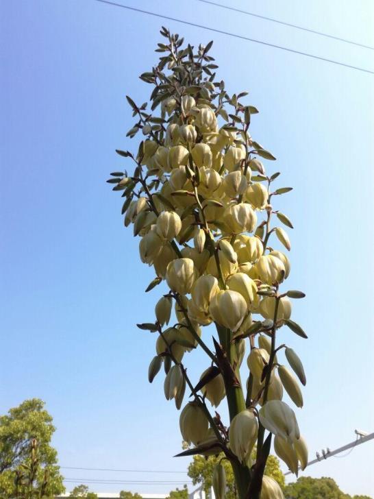 十月开什么花的季节，绿化路边花草品种