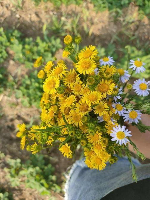 十月开什么花的季节，绿化路边花草品种