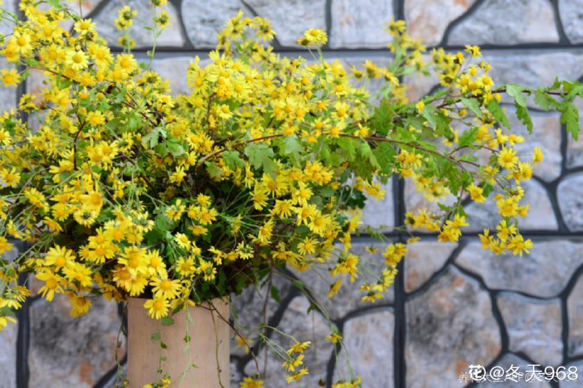 十月开什么花的季节，绿化路边花草品种