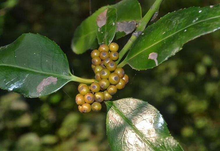 厚叶冬青是什么科，园林绿化植物品种