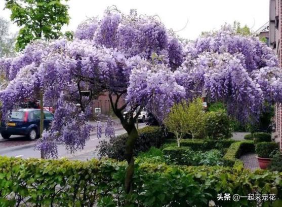 木本花卉有哪些品种，适合室内养的木本植物