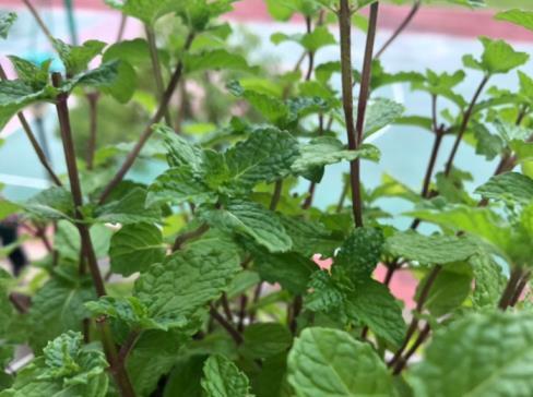 什么植物驱蚊效果好，驱蚊最好的植物排名