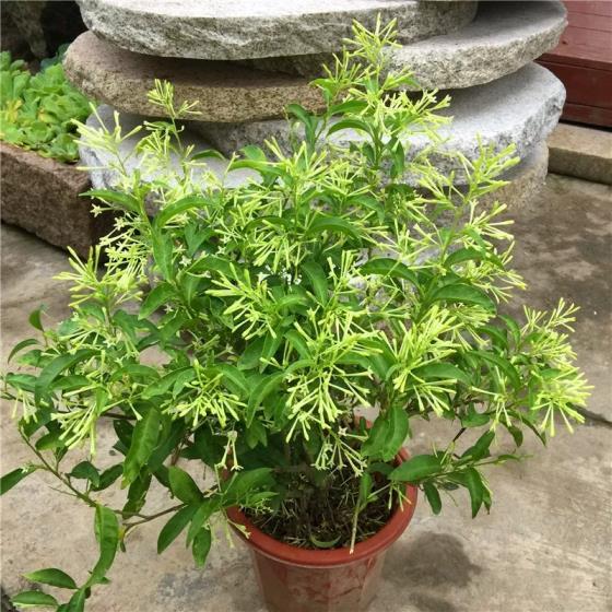 什么植物驱蚊效果好，驱蚊最好的植物排名