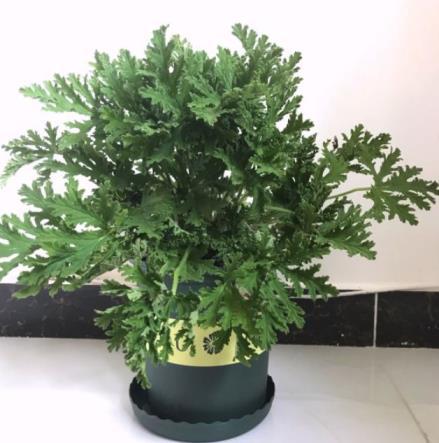 什么植物驱蚊效果好，驱蚊最好的植物排名