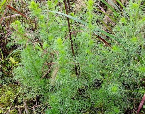 什么植物驱蚊效果好，驱蚊最好的植物排名