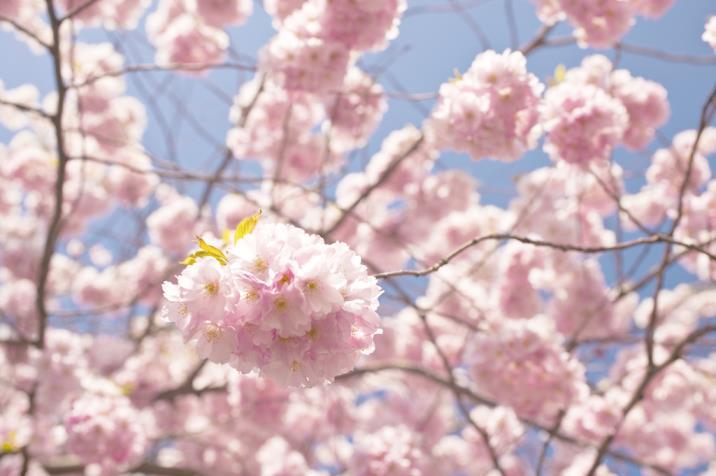 花种类和花语，常见送花的种类