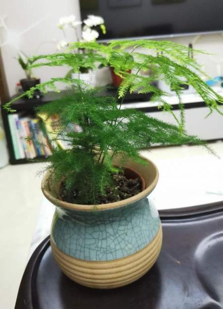 办公桌绿植推荐，适合放在办公桌上的花卉