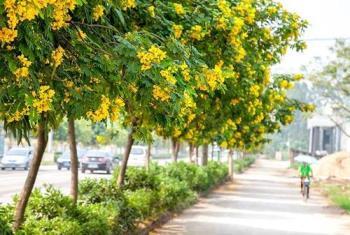 黄花决明子什么时候开花，黄槐决明与黄花槐区别