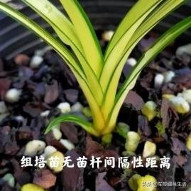 组培苗的优点和缺点，植物组培快繁技术