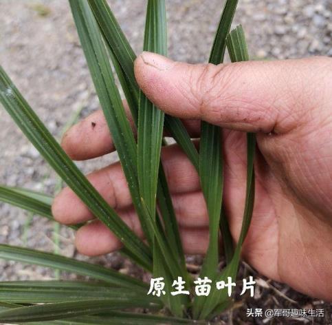 组培苗的优点和缺点，植物组培快繁技术