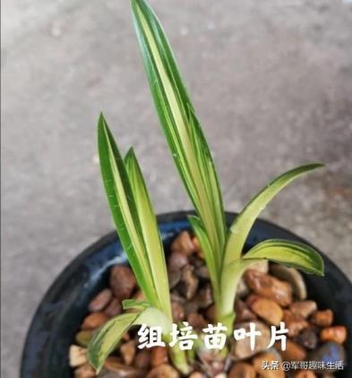 组培苗的优点和缺点，植物组培快繁技术