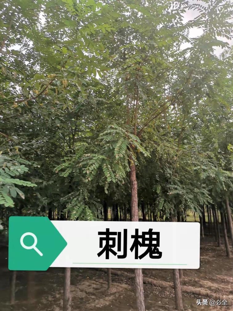 绿化树品种大全，园林绿化植物品种介绍