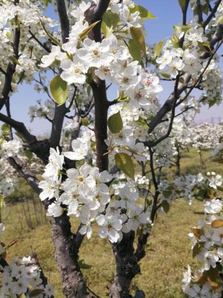 梨花是什么颜色的，梨花的象征意义