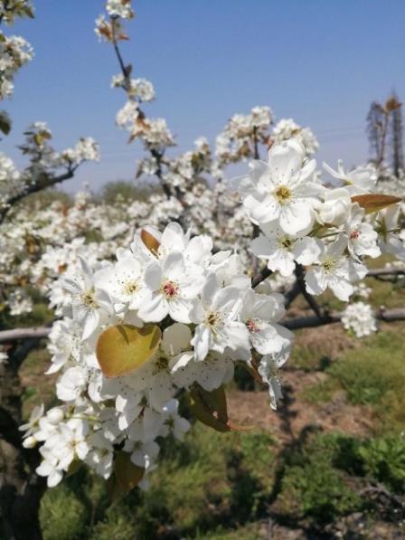 梨花是什么颜色的，梨花的象征意义