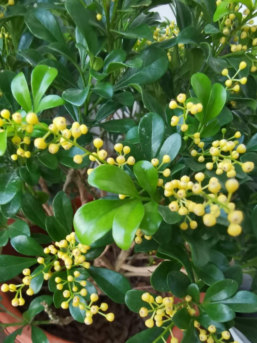 一年四季都盛开的花是什么花，室内四季开花好养的花