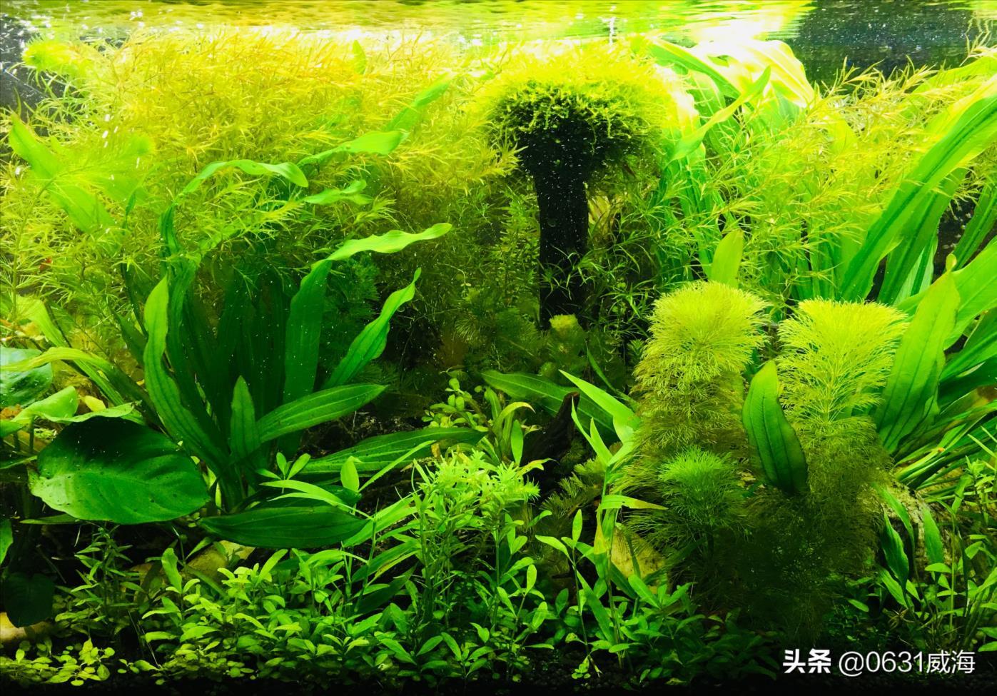 红波水草怎么养，水草红波的种植方法