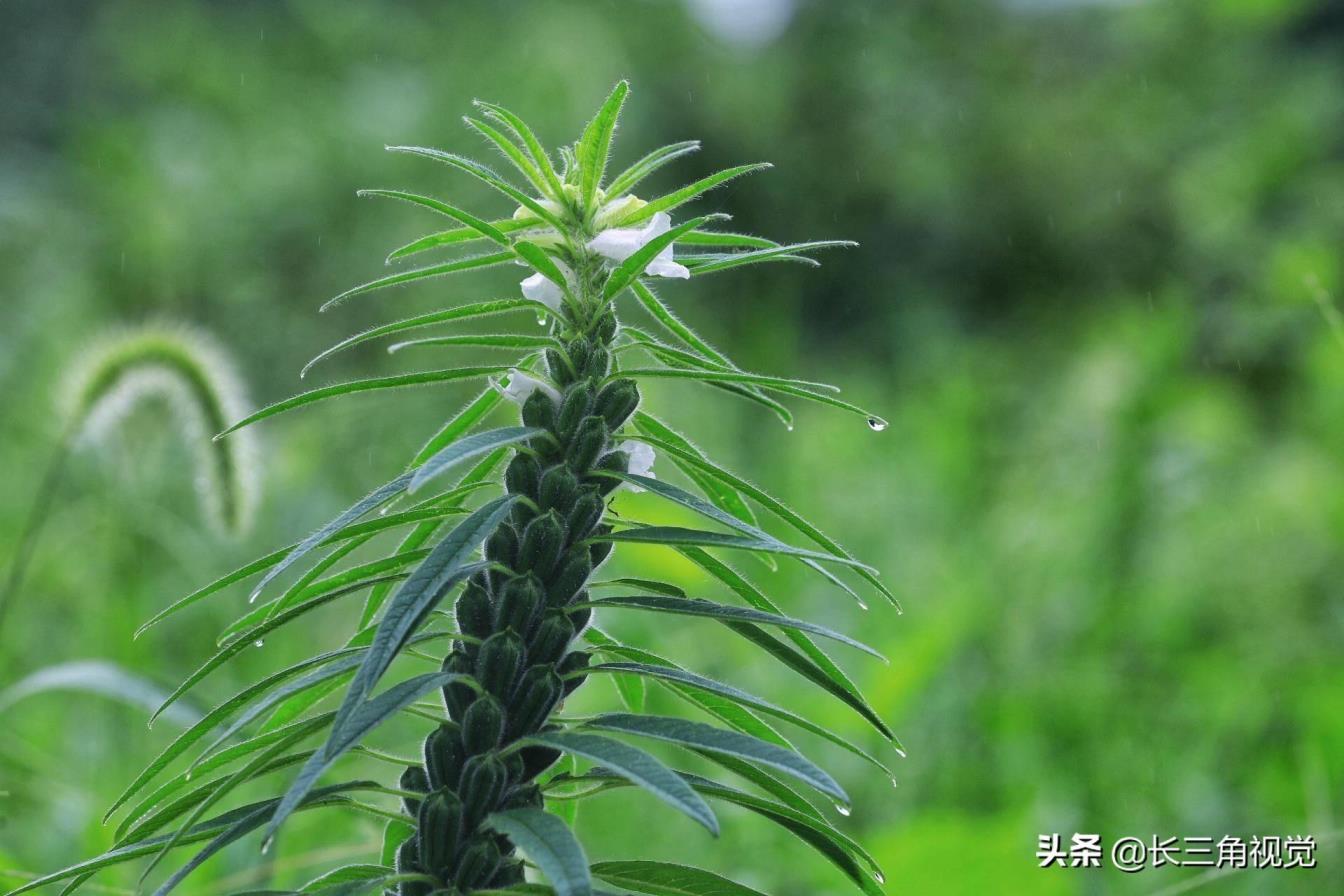 芝麻树长什么样子，野生山芝麻图片