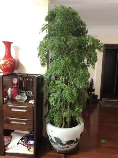 客厅适合养什么花和植物好风水，客厅最旺宅的大型植物