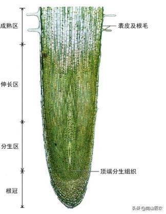 须根系的植物有哪些，直根系和须根系的植物