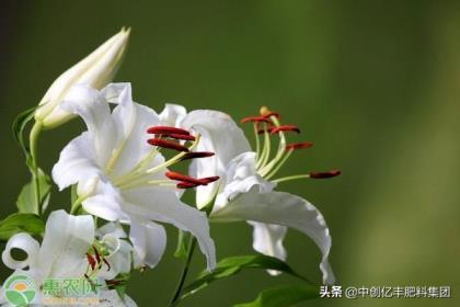 圣心百合种球几月份种植，百合种球种植最佳时间