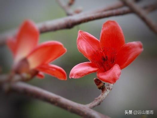 攀枝花是什么花图片，讲解攀枝花植物的特性