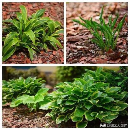 阴生植物怎么养，适合长期在室内耐阴的植物