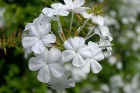 白雪花的养殖方法，详解白雪花开花时间