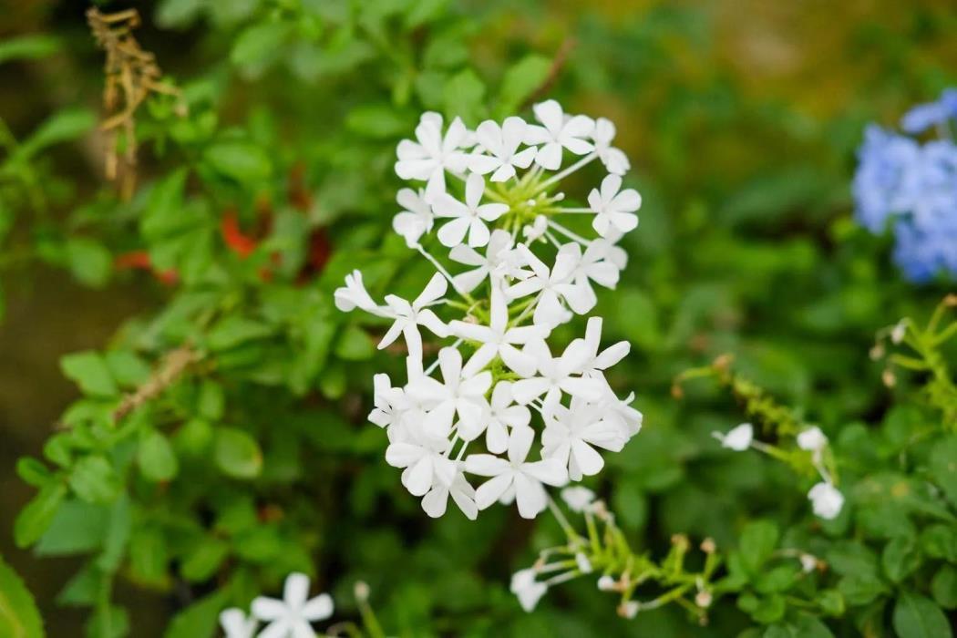 白雪花的养殖方法，详解白雪花开花时间