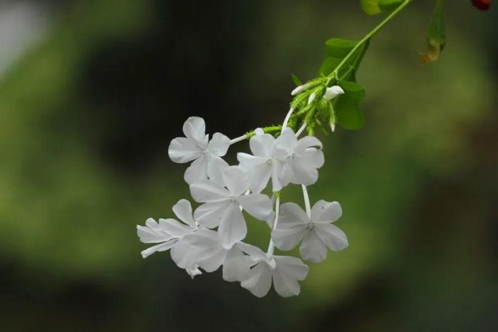 白雪花的养殖方法，详解白雪花开花时间