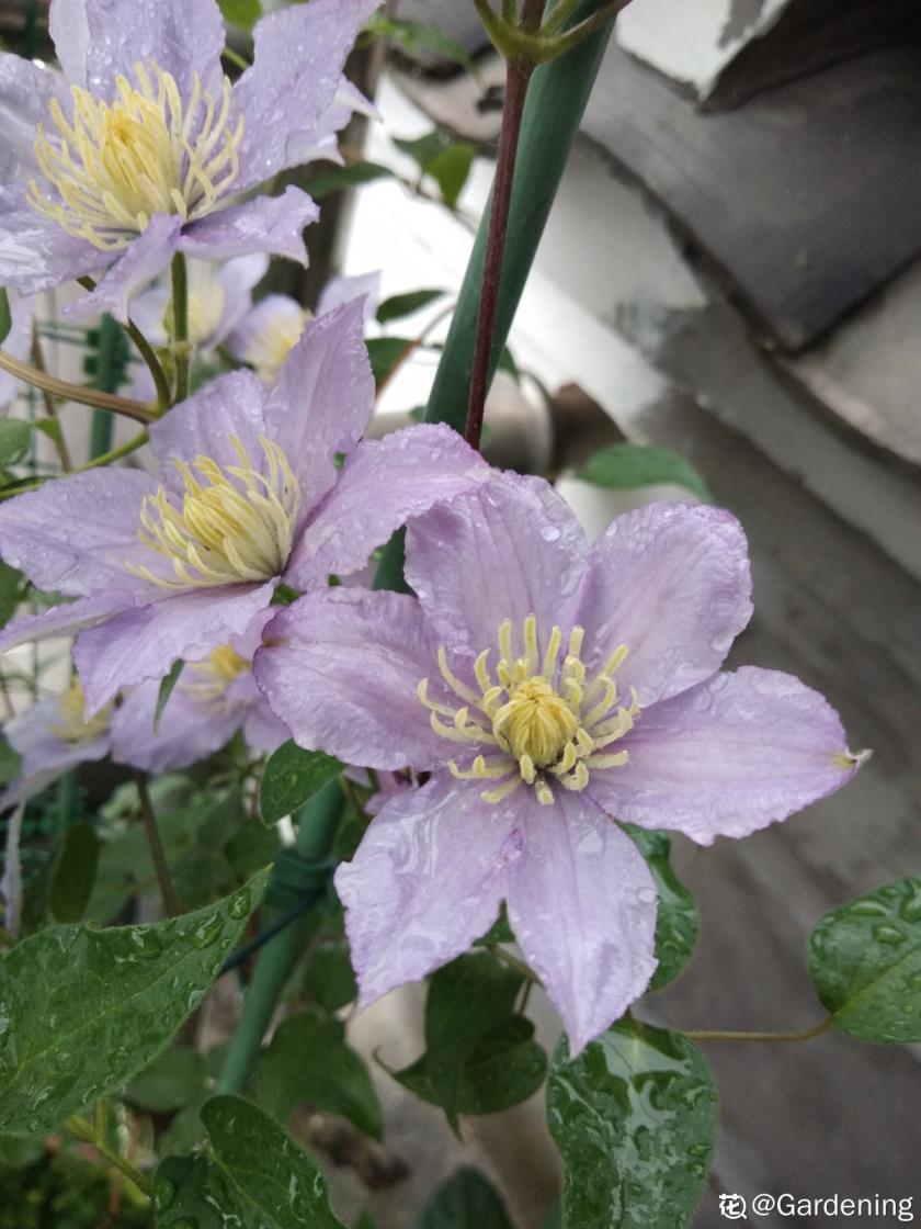 适合阳台种植的花卉有哪些，客厅最旺家的绿植