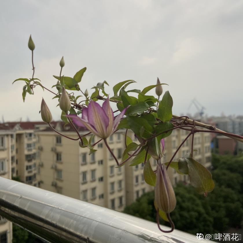 适合阳台种植的花卉有哪些，客厅最旺家的绿植