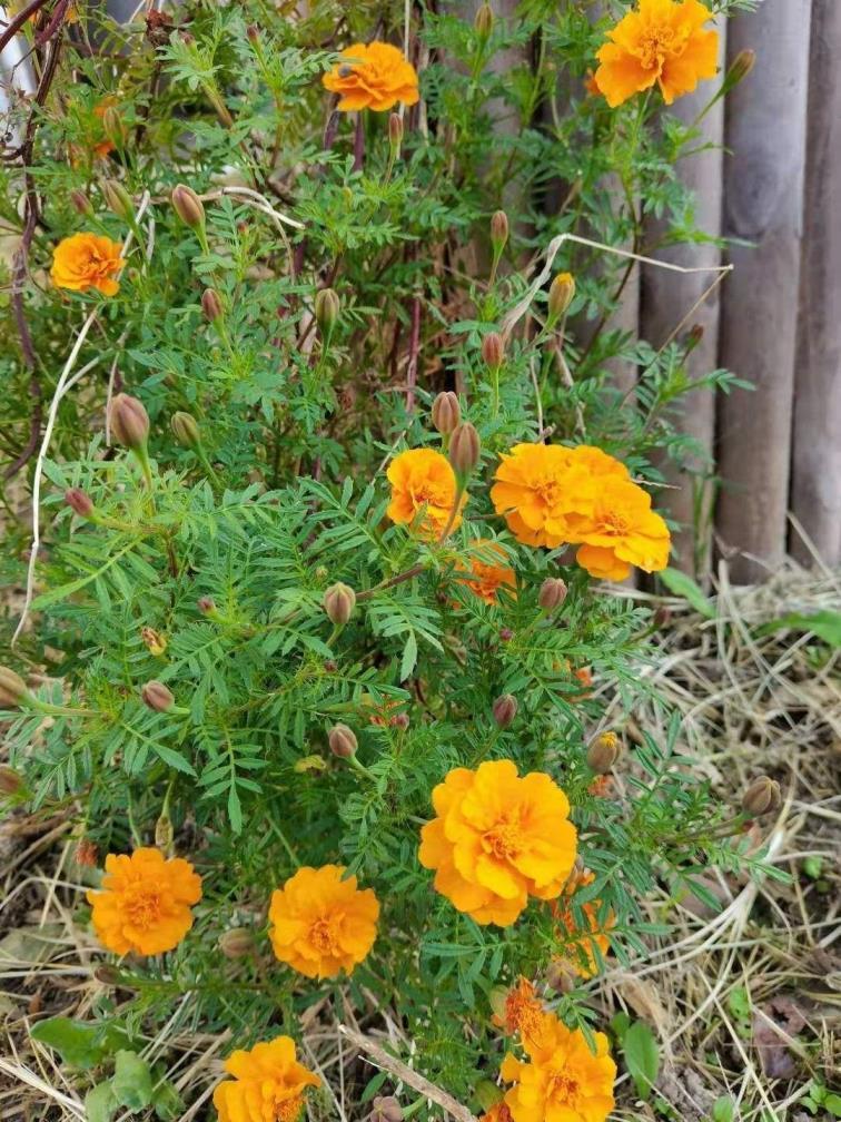 家养植物怎么施肥，吸收甲醛的室内植物