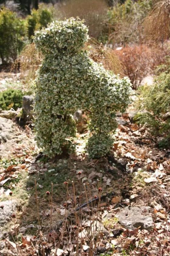 卫矛是什么植物，讲解卫矛的种植方法