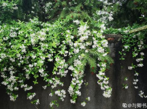 紫茉莉种子种植方法，茉莉的修剪及注意事项