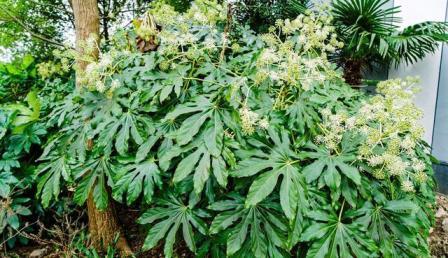 常绿阔叶林有什么植物，地理植被类型分类