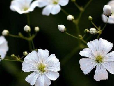 满天星花期是几月，蓝色满天星的寓意和花语