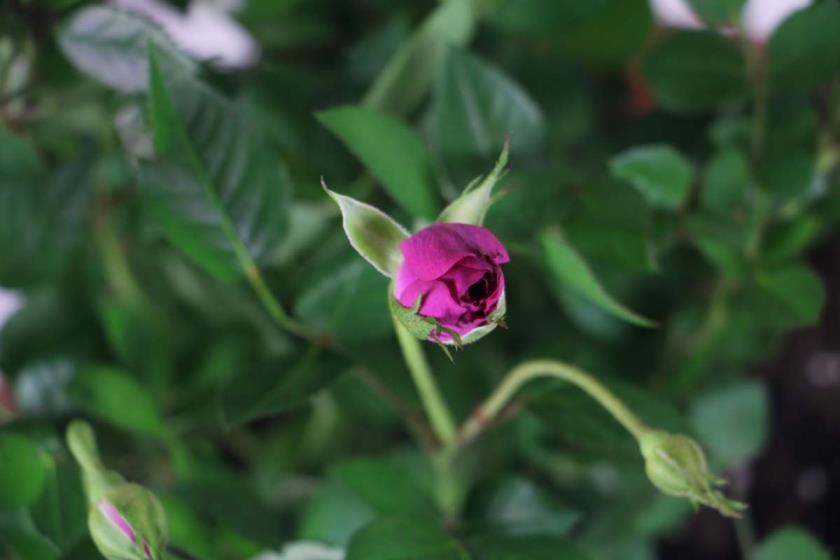 月季花是什么颜色的花瓣，关于月季花的简介和特点