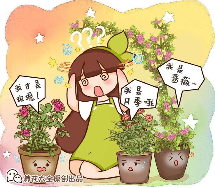 月季花是什么颜色的花瓣，关于月季花的简介和特点