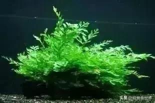 水草种类及名称，常见水草种类大全