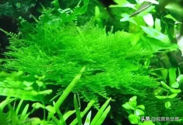 水草种类及名称，常见水草种类大全